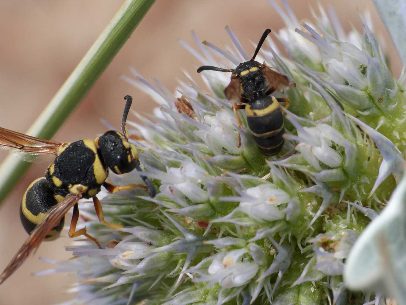 Ancistrocerus piccolo? No. Euodynerus sp.